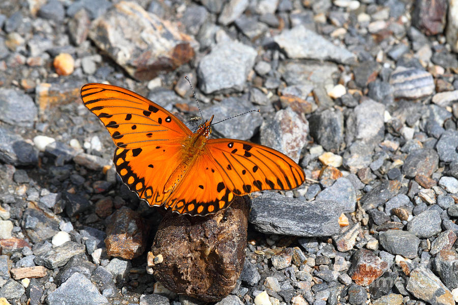 Gulf Fritillary butterfly Photograph by James Brunker