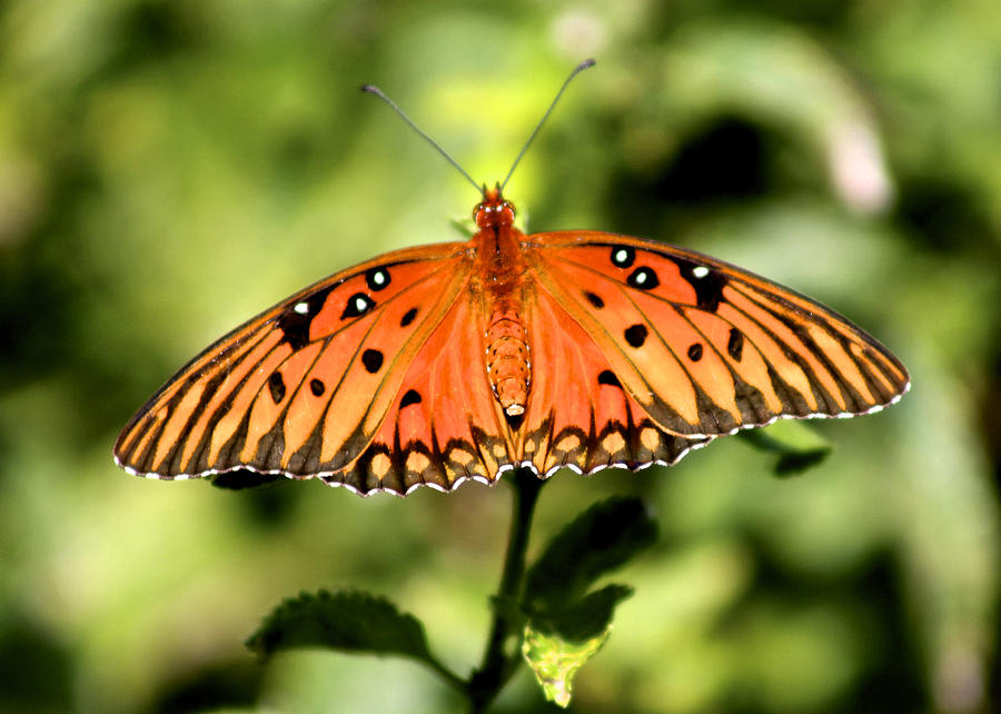 Gulf Fritillary Butterfly Photograph by Jeanne Juhos