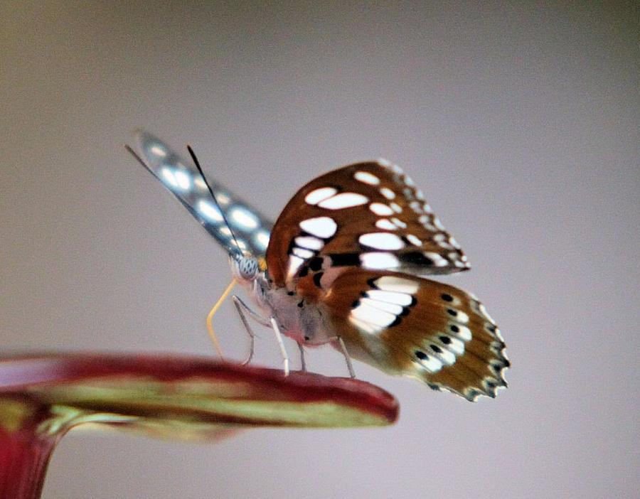 Gulf Fritillary Butterfly Photograph by John Dart