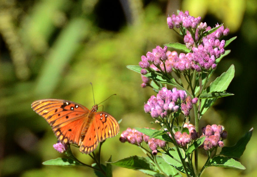 Gulf Fritillary Butterfly Photograph by Julie Cameron - Fine Art America