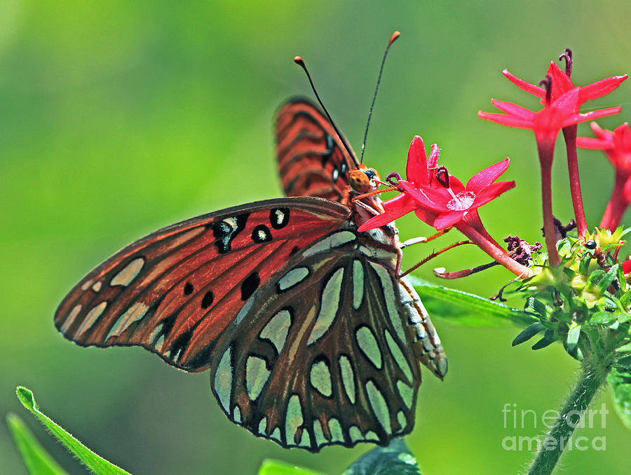 Gulf Fritillary Butterfly Photograph by Larry Nieland