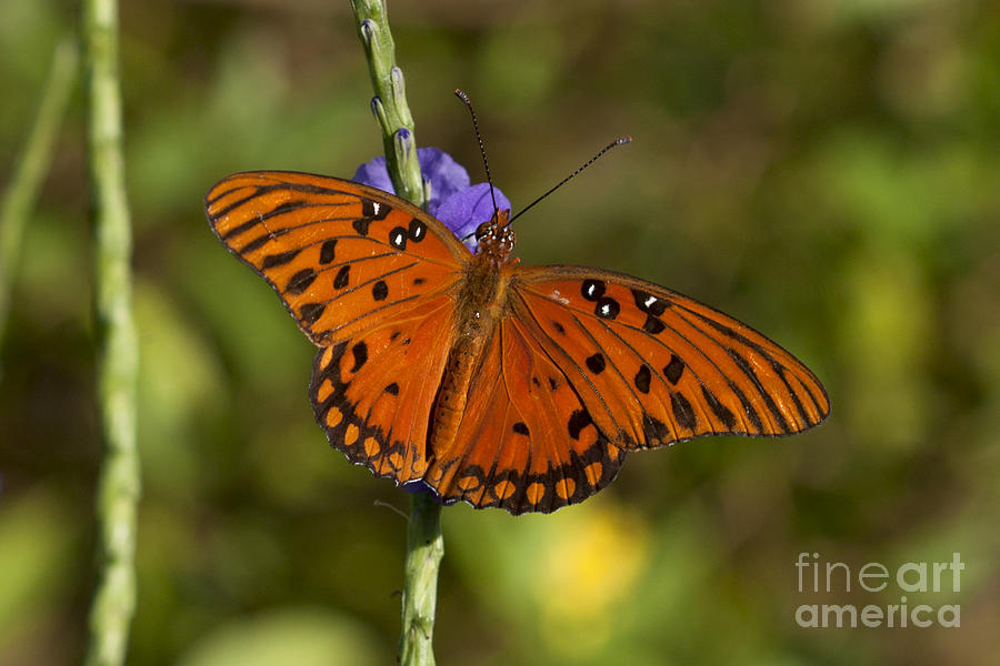 Butterfly Photograph - Gulf Fritillary Butterfly by Meg Rousher