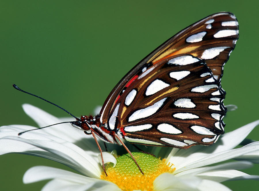 Gulf Fritillary Butterfly Photograph by Millard Sharp