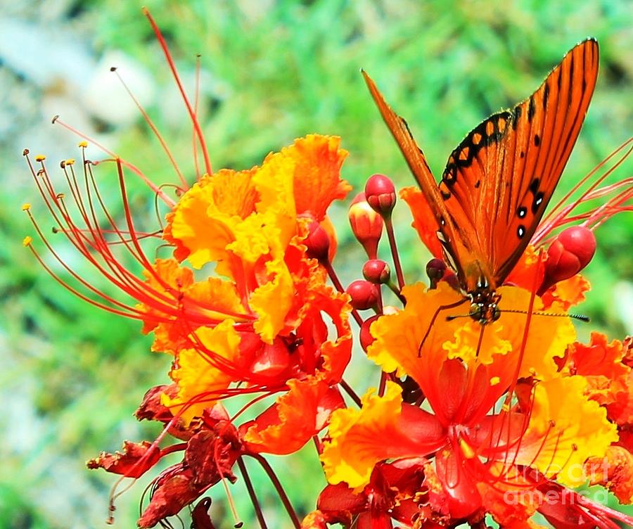 Gulf Fritillary Butterfly on Pride of Barbados Photograph by Michael Tidwell