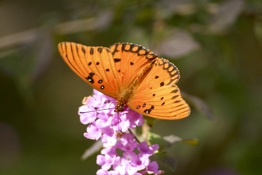 Gulf Fritillary Butterfly Photograph by Robert Camp