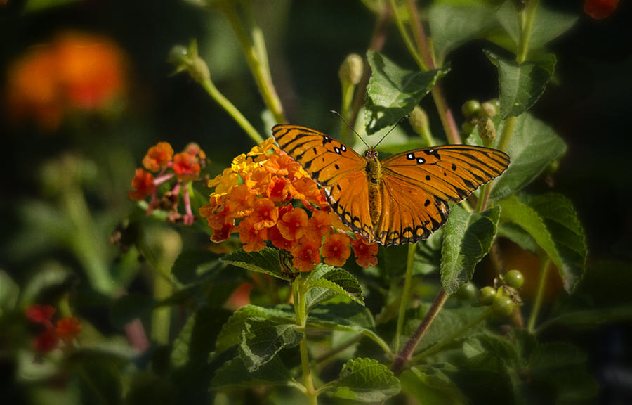 Gulf Fritillary Butterfly  Photograph by Saija Lehtonen