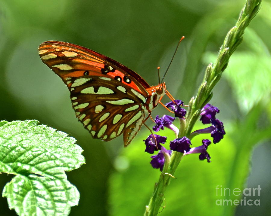 Butterfly Photograph - Gulf Fritillary by Carol  Bradley