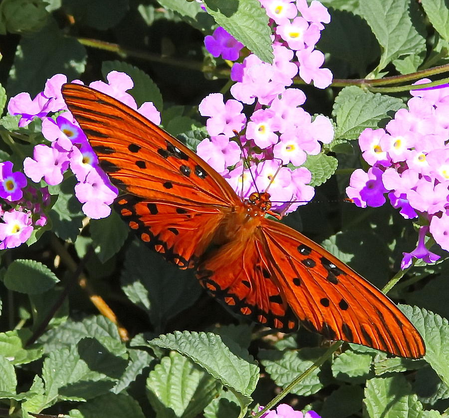 Butterfly Photograph - Gulf Fritillary by Cathy Lindsey
