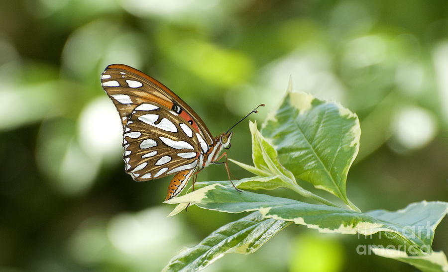 Butterfly Photograph - Gulf Fritillary by Fitzroy Barrett