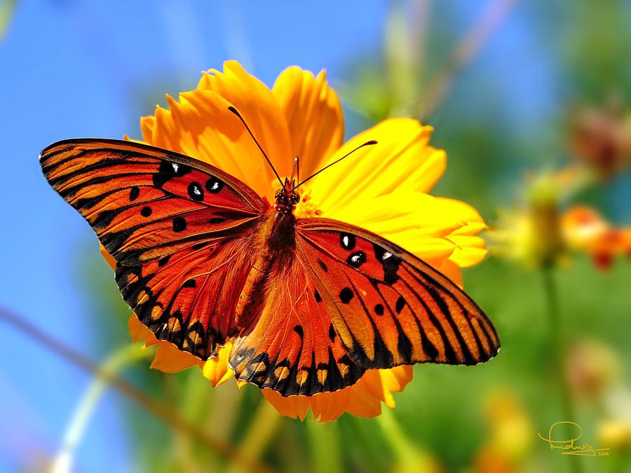 Butterfly Photograph - Gulf Fritillary by Ludwig Keck