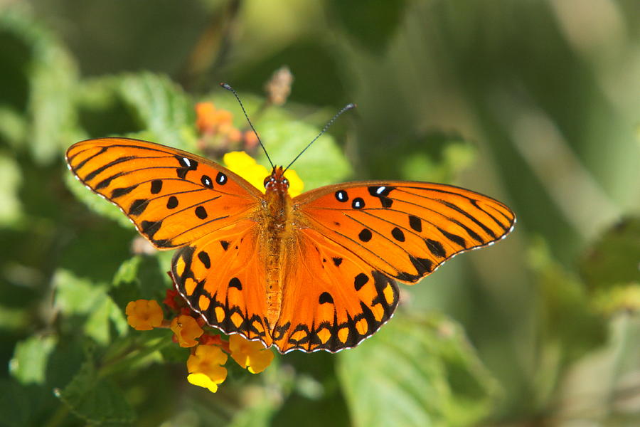 Gulf Fritillary Nectar Feeding Photograph by Christiane Schulze Art And ...