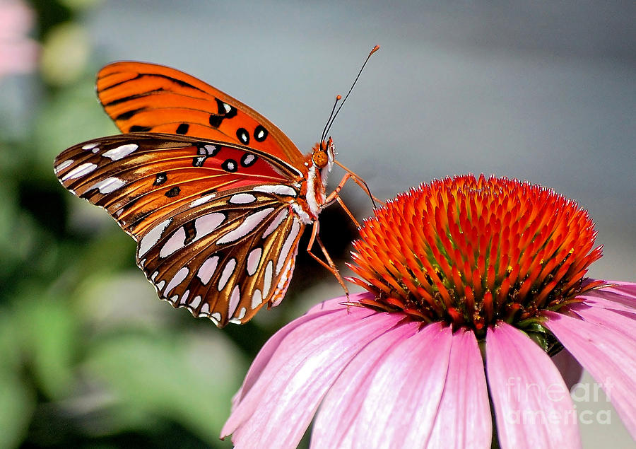 Gulf Fritillary On A Cone Flower Photograph by Kathy Baccari