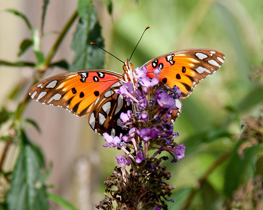 Butterfly Photograph - Gulf Fritillary on Purple Buddleia by John Black