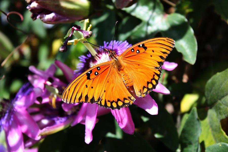 Gulf Fritillary or Passion Butterfly Photograph by Ange Sylvestri ...