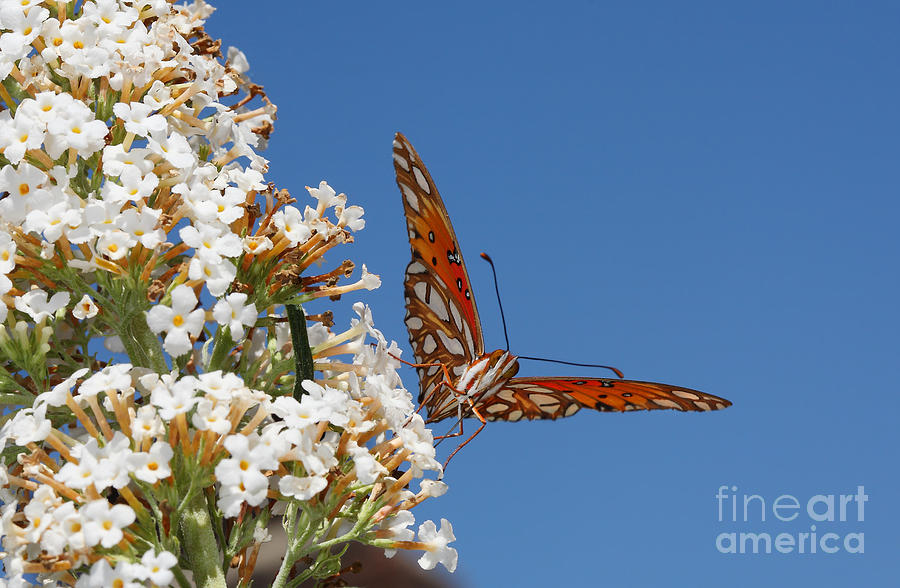 Gulf Fritillary or Passion Butterfly Digital Art by Nicholas Burningham