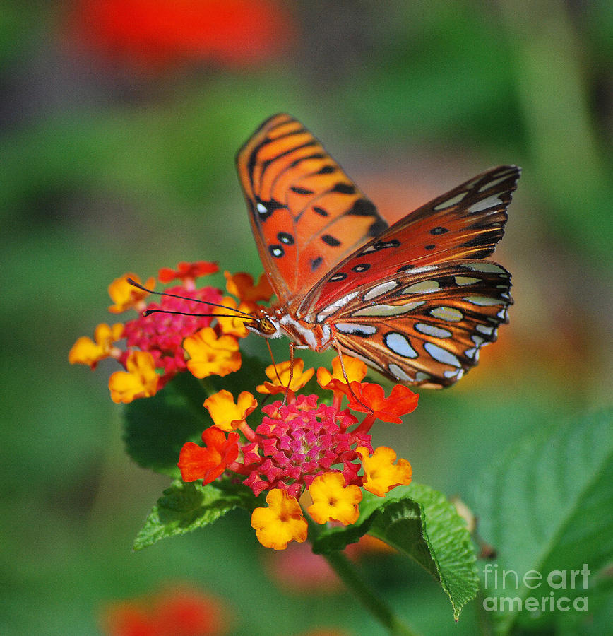 Gulf Frittilary Photograph by Stuart Mcdaniel - Fine Art America