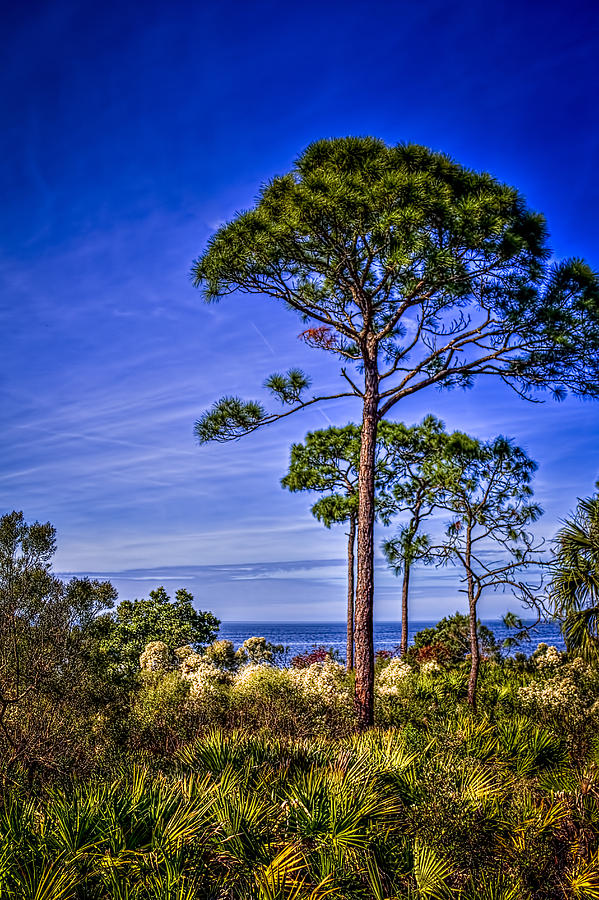 Garden Photograph - Gulf Pines by Marvin Spates