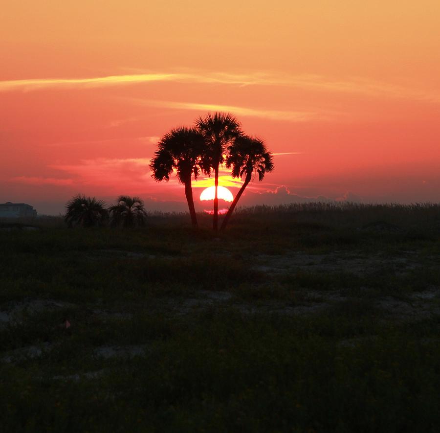 Beach Photograph - Gulf State Park Sun Palm by Steve Jones