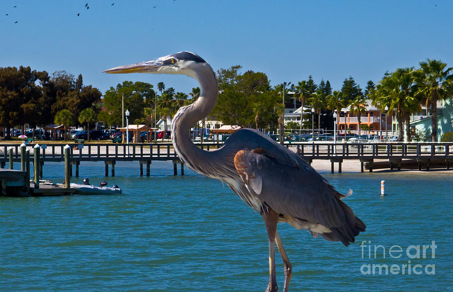 Gulfport Heron Photograph by Stephen Whalen