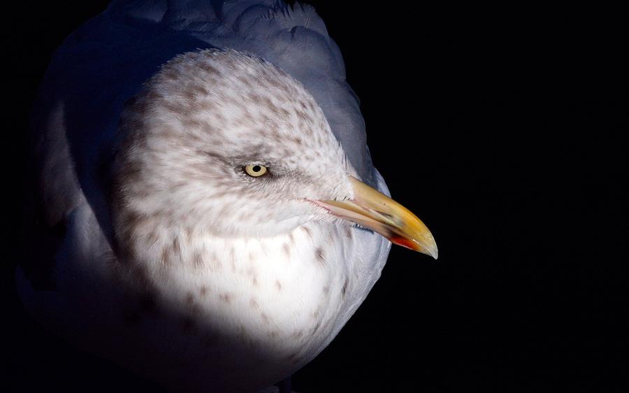 Gull #2 Photograph by Stuart Litoff
