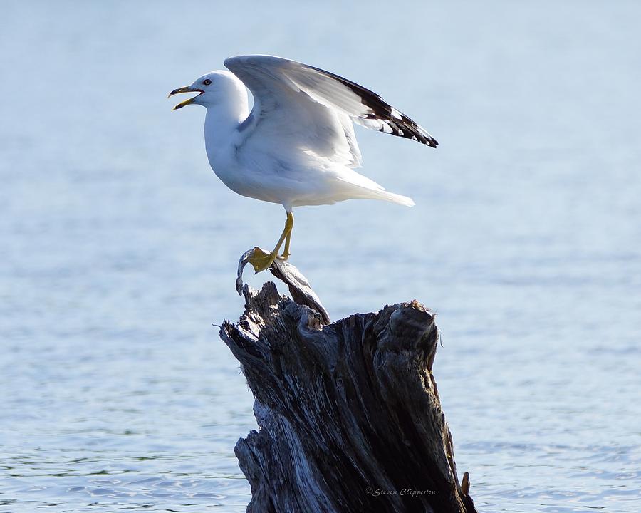Gull - able Photograph by Steven Clipperton