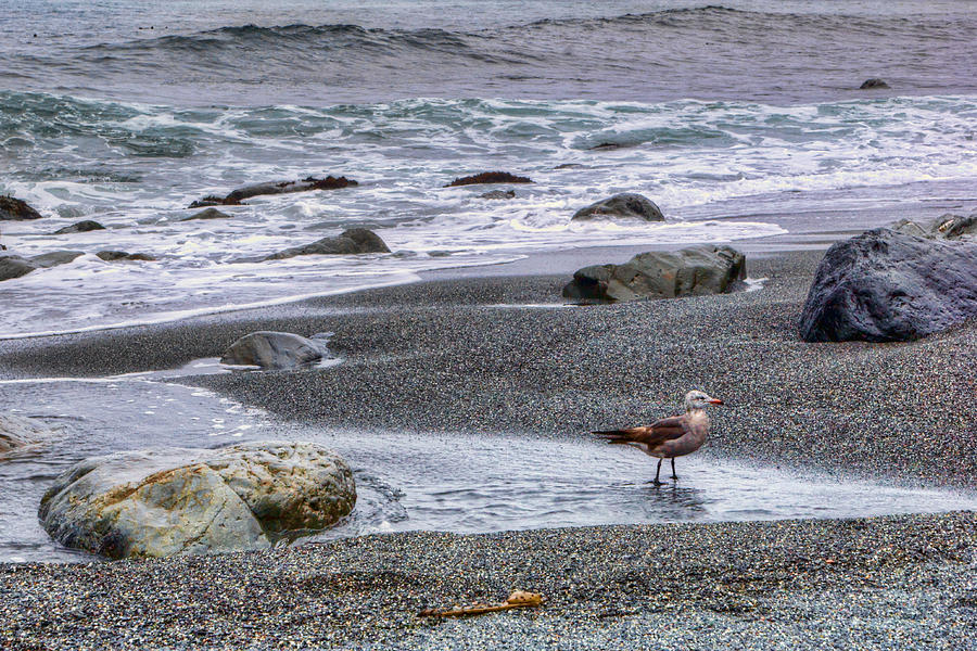 Nature Photograph - Gull and Black Sand Beach - California by Nikolyn McDonald