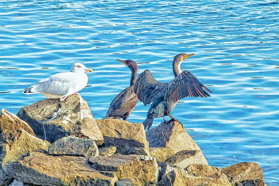 Gull And Cormorants Photograph by Constantine Gregory