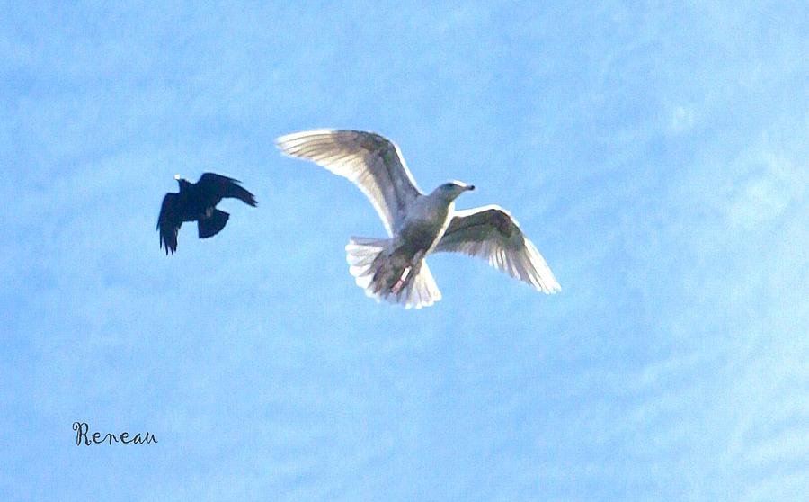 GULL and CROW in FLIGHT Photograph by A L Sadie Reneau