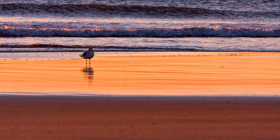 Gull And Sunrise Surf Photograph by Jeff Sinon