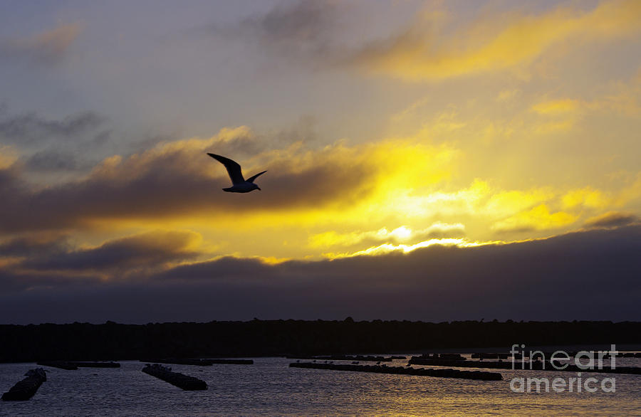Gull and Sunset Photograph by Adria Trail