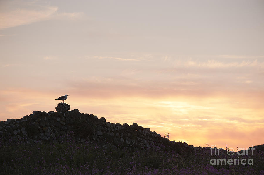 Nature Photograph - Gull at Dusk by Anne Gilbert