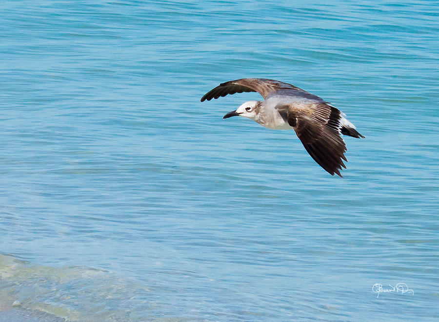 Gull at Lido Beach III Photograph by Susan Molnar