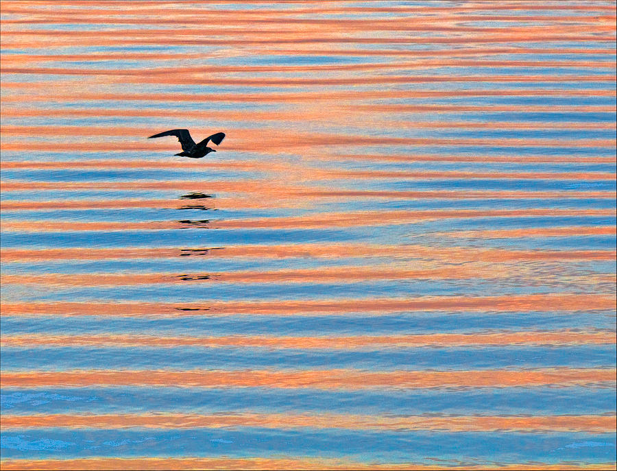 Seagull at Sunrise on Penoboscot Bay #2 Photograph by Ginger Wakem