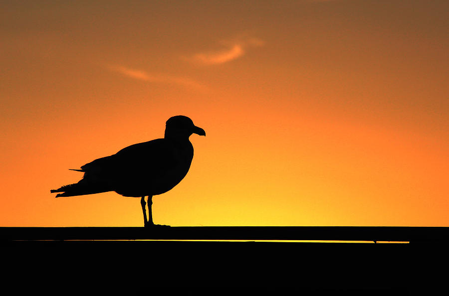 Gull at Sunset Mount Sinai Photograph by Bob Savage