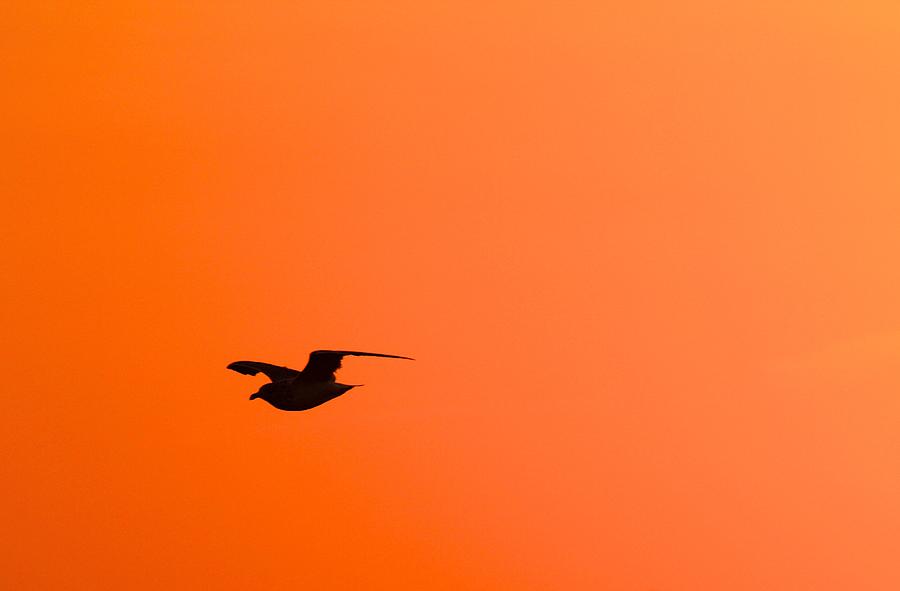 Sunset Photograph - Gull at Sunset by Stuart Litoff