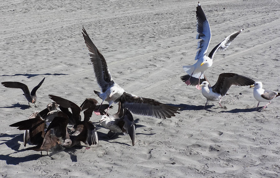 Gull Attack Photograph