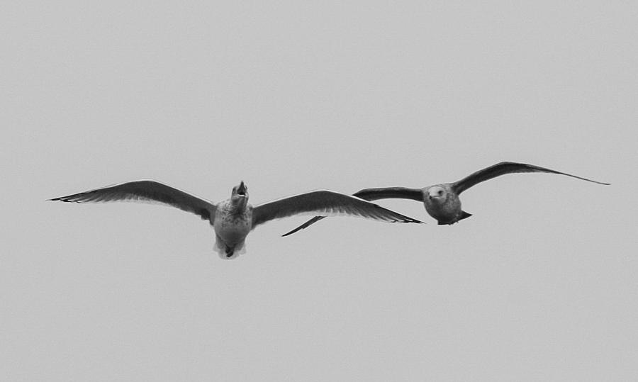 Race - Seagulls Photograph by Kirkodd Photography Of New England