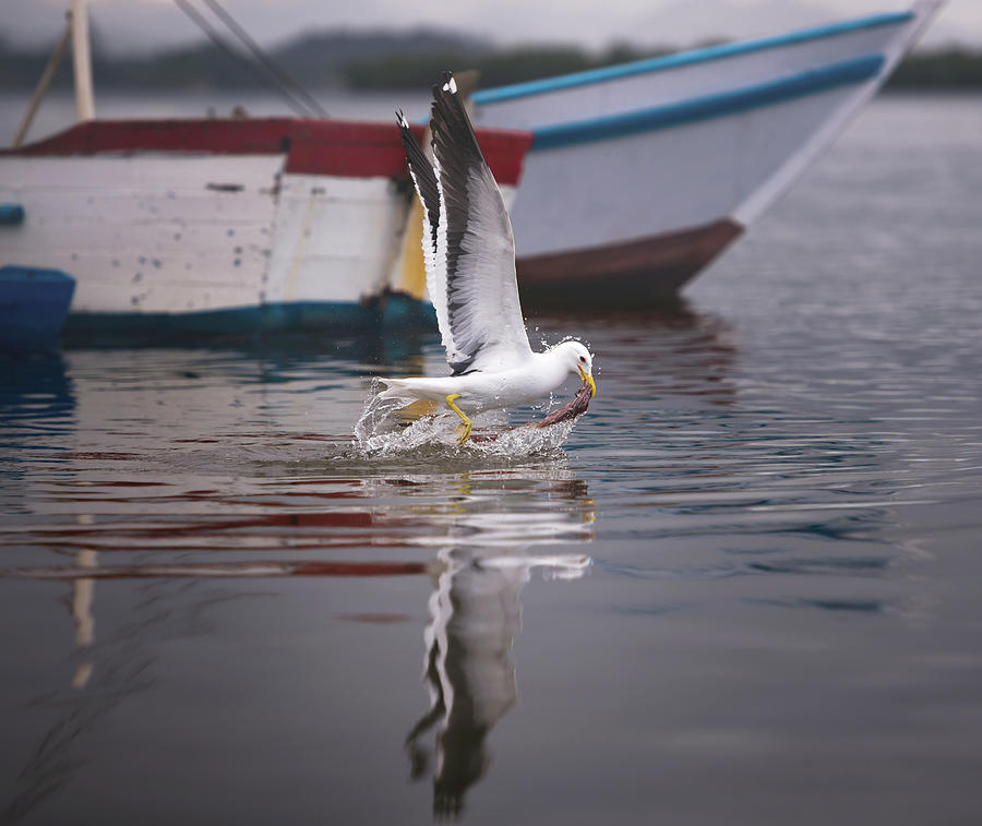 Gull Catching Fish On Water Surface Photograph by Ktsdesign/science Photo Library