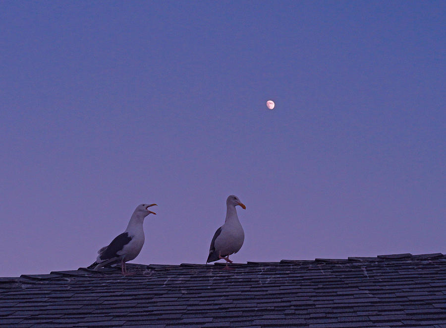 Gull Couple in Moonlight Photograph by Robert Meyers-Lussier