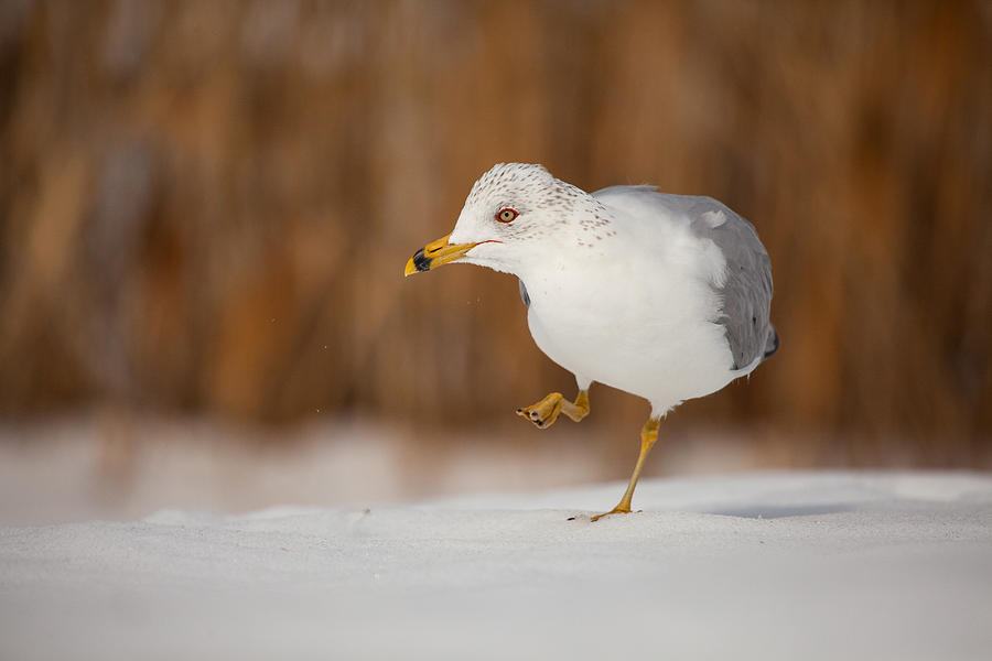 Seagull Photograph - Gull Dance by Karol Livote