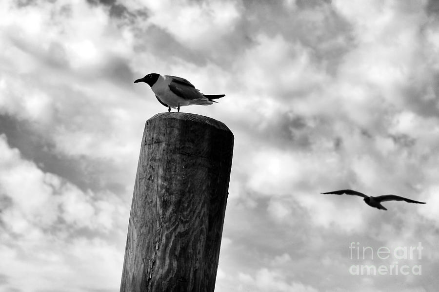 Gull Drama mono Photograph by John Rizzuto
