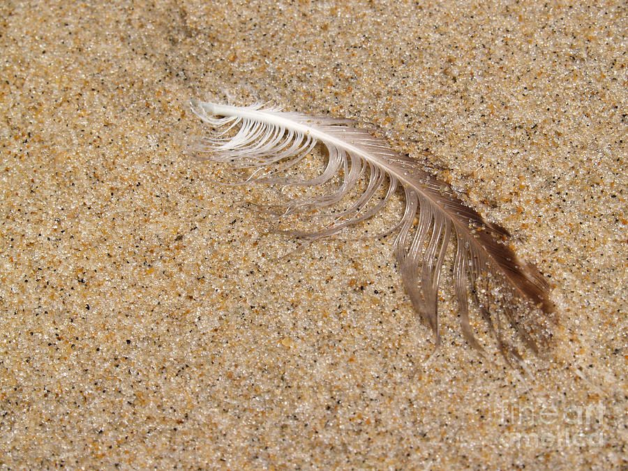 Gull Feather in Sand - New Jersey Photograph by Anna Lisa Yoder