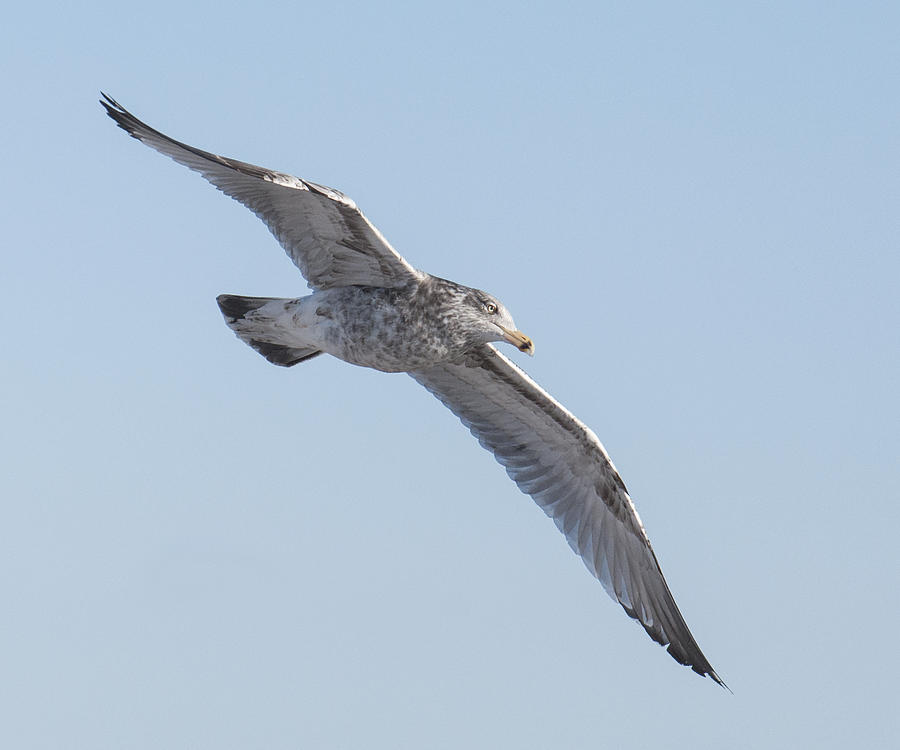 Gull Flight Photograph by Ross Powell