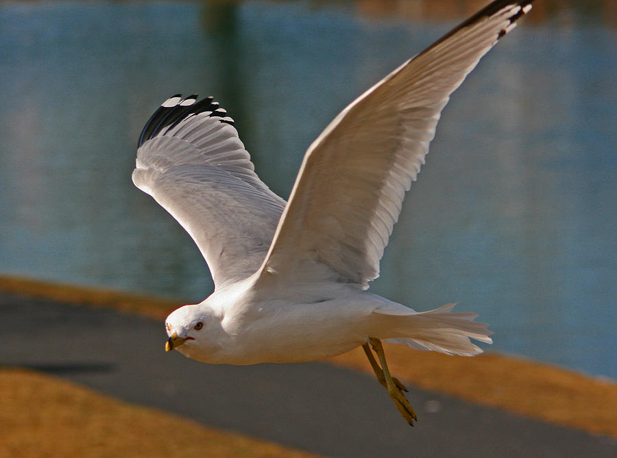 Gull floating in air close up Photograph by Andy Lawless