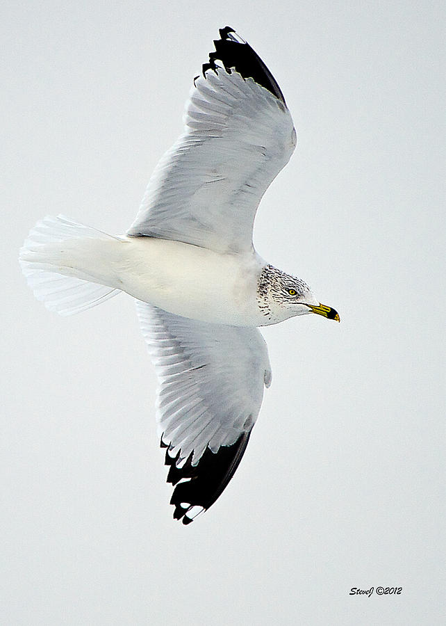 Gull Fly-By Photograph by Stephen Johnson