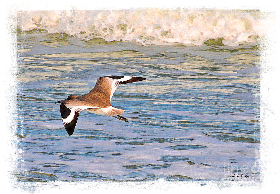 Gull flying over Surf Photograph by Linda Olsen