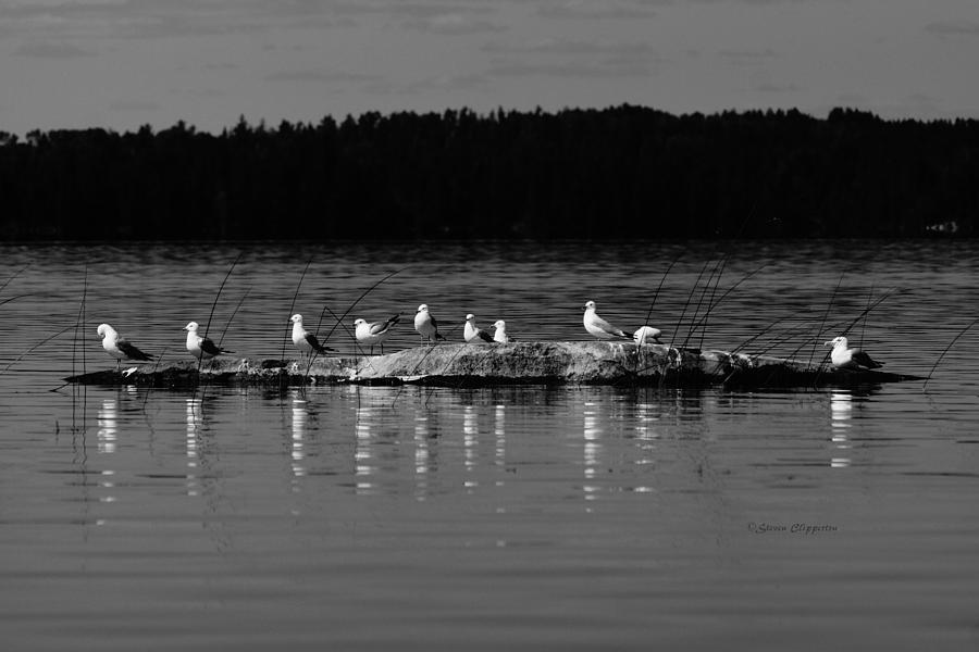Gull Gathering Photograph by Steven Clipperton