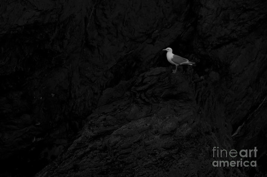 Gull in cave on Gull Island Photograph by Dan Friend