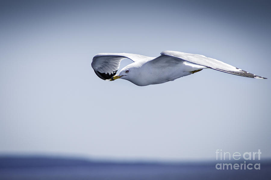Gull In Flight 1 Photograph by Timothy Hacker