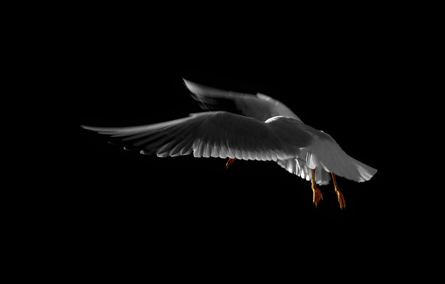 Gull In Flight Photograph